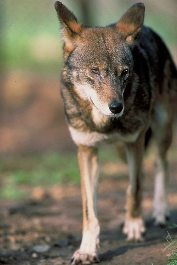 red wolf, male, fron, view