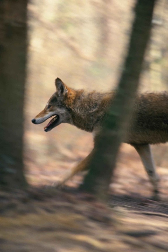 red wolf, running, canis rufus