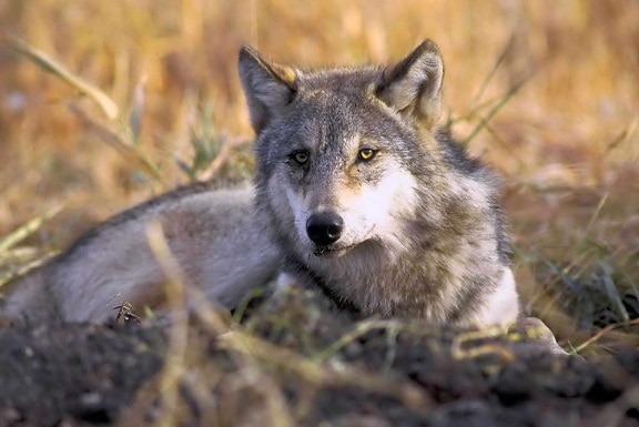 gefährdet, grauer Wolf, Canis lupus