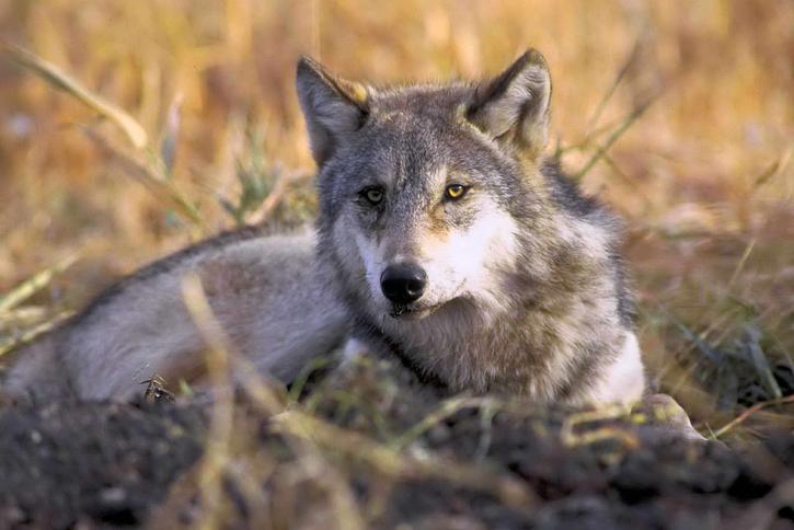 endangered, gray wolf, canis lupus