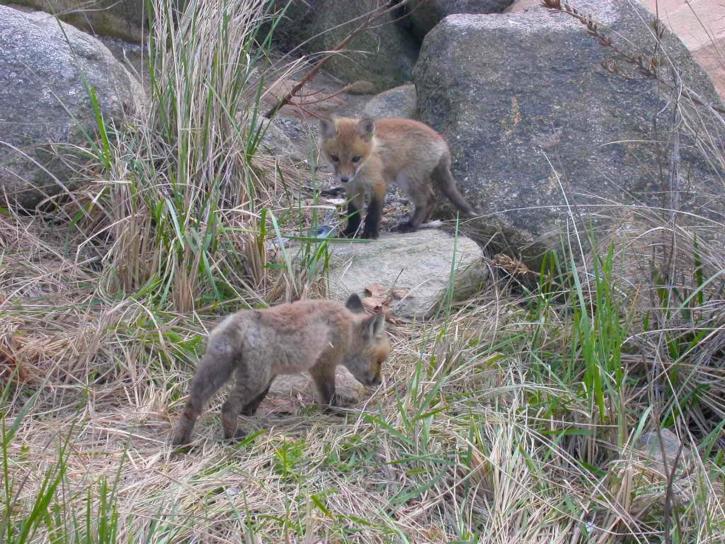 two, baby, red, foxes