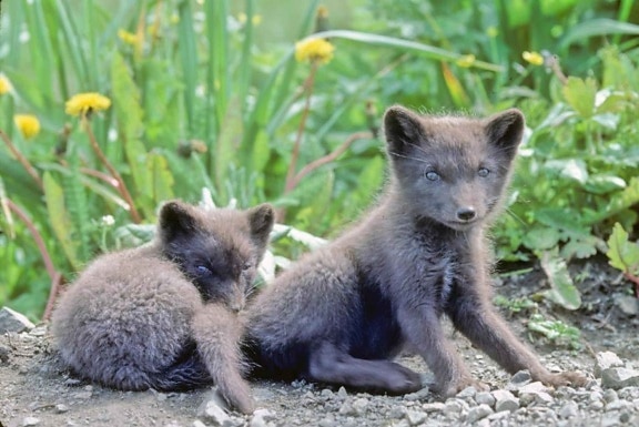 two, cute, fox, pups