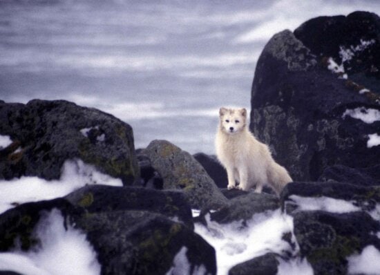 white, Arctic fox, animal