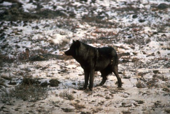 wild, black wolf, animal, melanistic, color, variant, grey, wolf, canis lupus