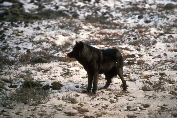 sauvage, loup noir, animal, mélanique, couleur, variante, gris, loup, canis lupus