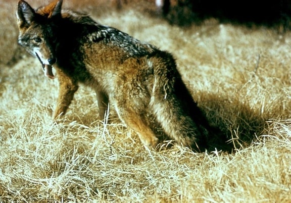 sălbatice, coyote