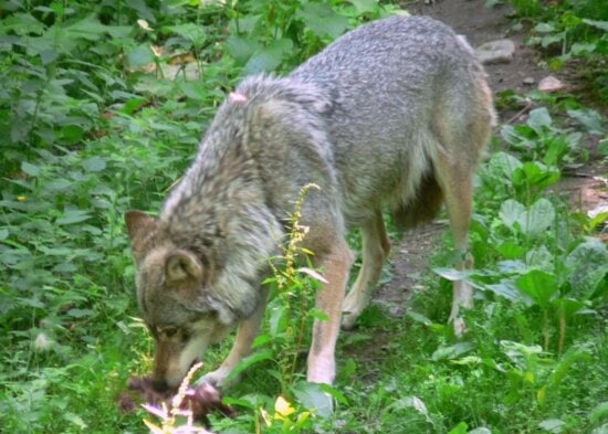 wolf, eating
