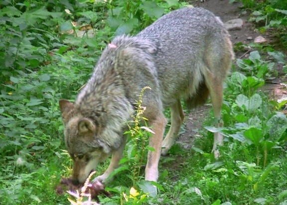 lobo, comer