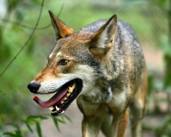 Εξαιρετικό, από κοντά, ομορφη, red wolf, canis rufus