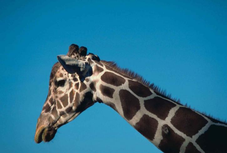 Africano, mamífero, reticulated, girafa