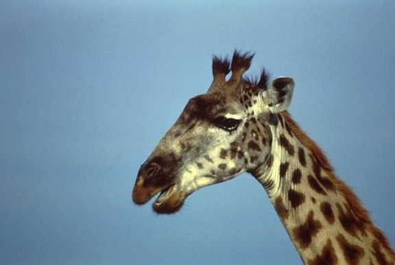 Giraffe, Afrika, Säugetier