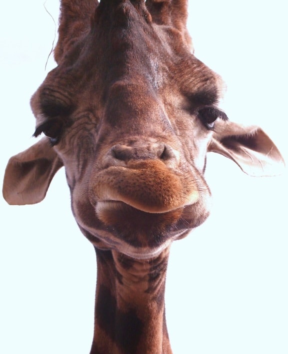 жираф, лицето