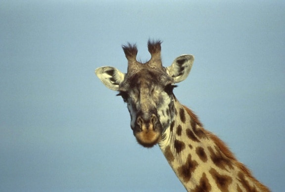 girafa, cabeça, fechar