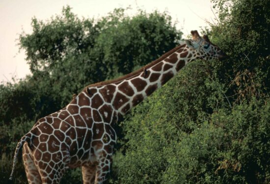 reticulated, giraffe, Kenya, national park