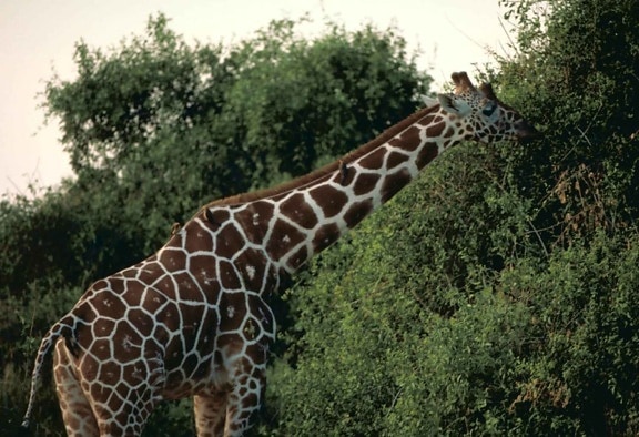réticulaire, la girafe, le Kenya, le parc national