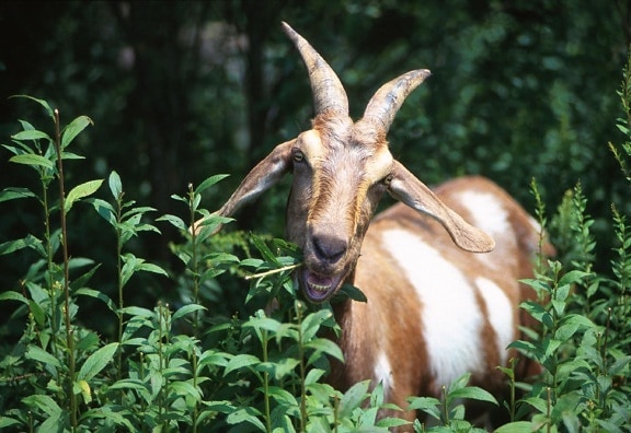 goat, eating, forest