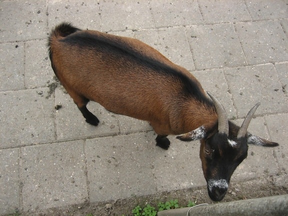 goat, animal, brown, horns