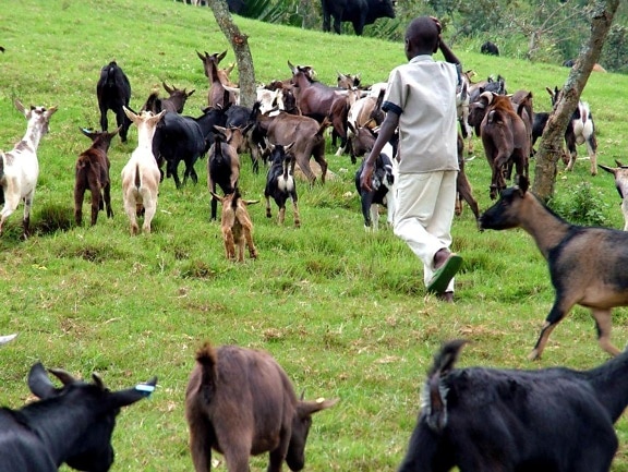 l'élevage, les chèvres, Butembo, bétail, la santé, l'élevage, la population, la croissance