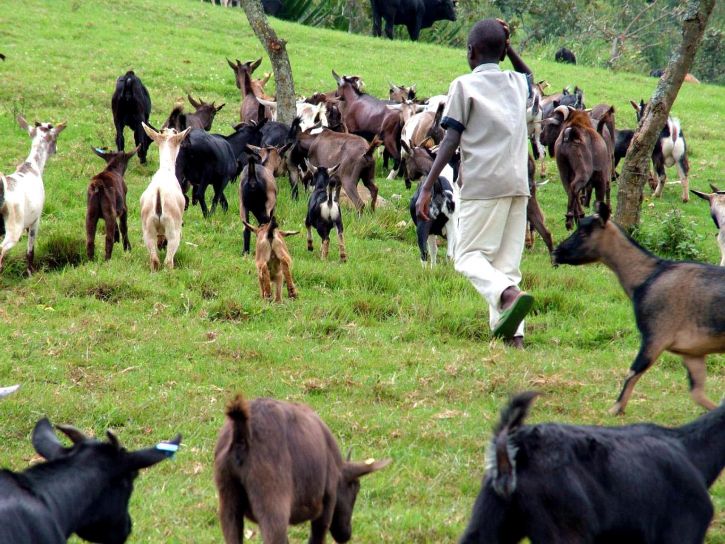 menggiring, kambing, Butembo, ternak, Kesehatan, ternak, penduduk, pertumbuhan