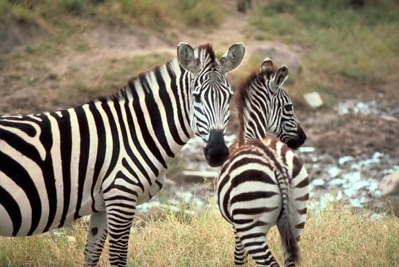 concessione, africano, zebra