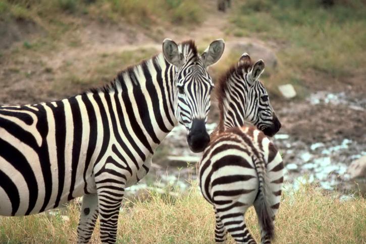 támogatás, afrikai, zebra