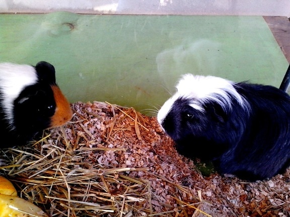 black and white, guinea, pigs, animals