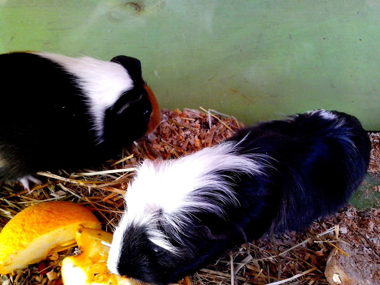 guinea, pigs, eating, fruit 