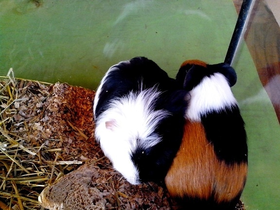 Guinea pigs, terrarium