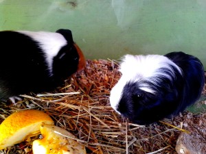 Free picture: guinea, pigs, terrarium