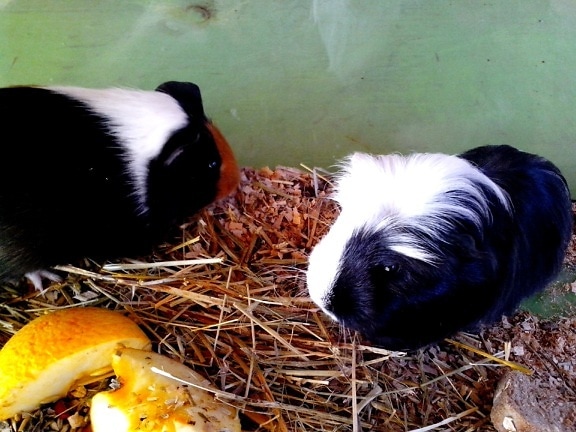 two, cute, black, guinea, pigs