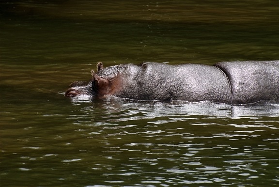 hippopotamus, animal