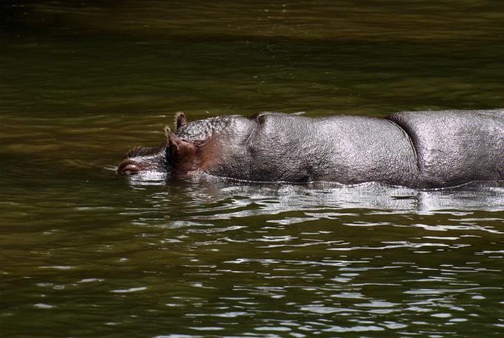 hipopotam, animale