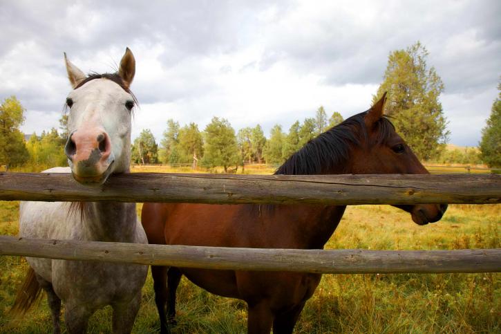 up-close, two, horses, fence