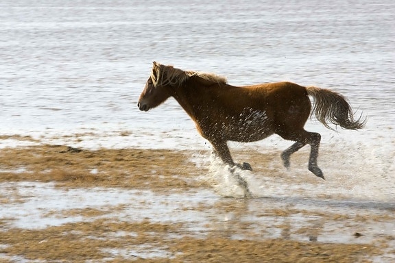 wild, horse, runs, gleefully, refuge, land