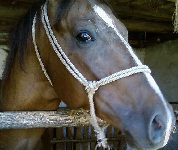 Arabian, hevonen, pää