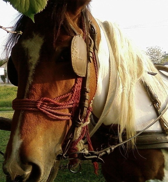 hermoso, caballo, cabeza, perfil