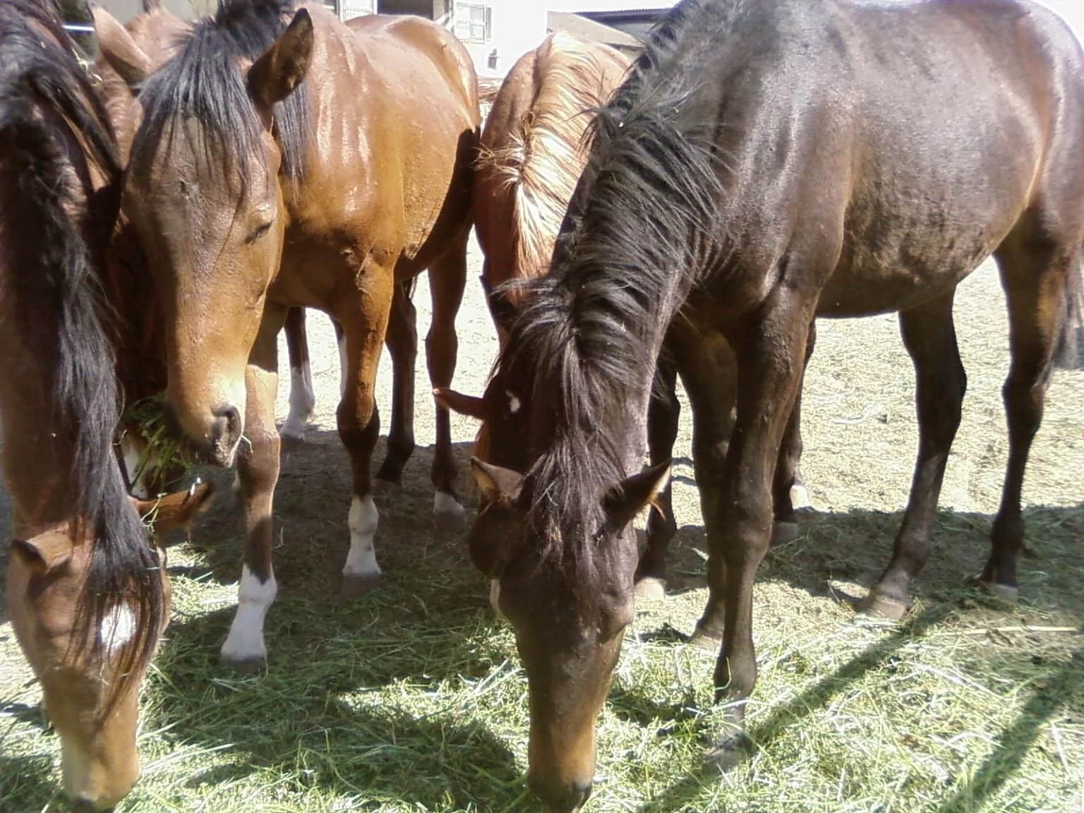 Лошадь земли. Еда для лошадей. Лошадь жпг. Horses in public.