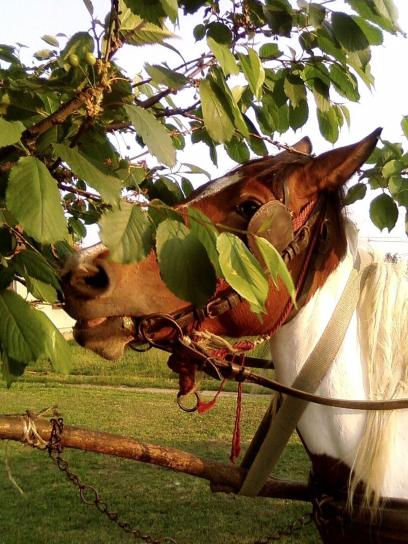 horse, eating, tree, leaves