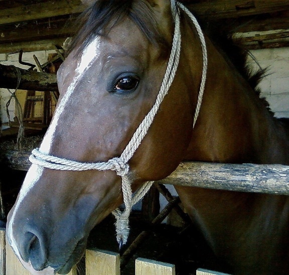 Arabian horse, horse head harness, collar rope