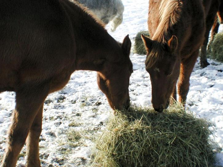 horses, eating, hay