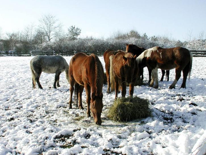 konie, jedzenie, śnieg