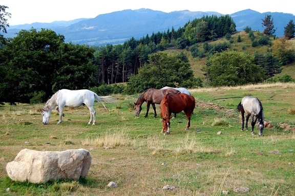 cai, câmp, equus, domonco, caballus
