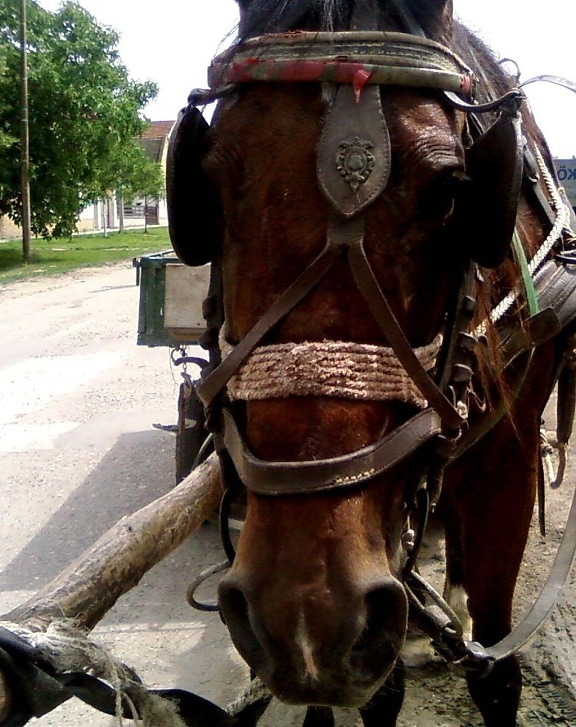 Romani, hest