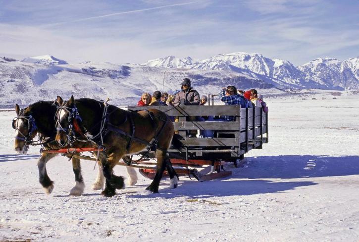 two, horses, transport, sleigh, full, people, snow