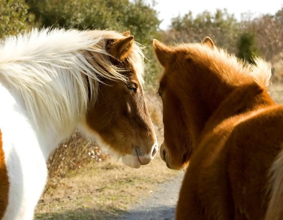 two, wild, horses, stand, closely, together, equus, ferus