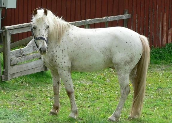 λευκό, άλογο