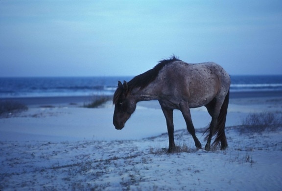 wild, horse, walking, beach, equus, ferus