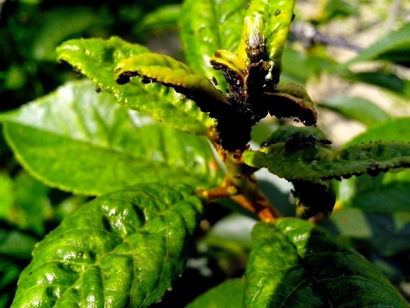 abundancia, pequeños insectos, hojas