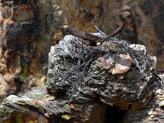 Osprey, nido, Yellowstone, el parque