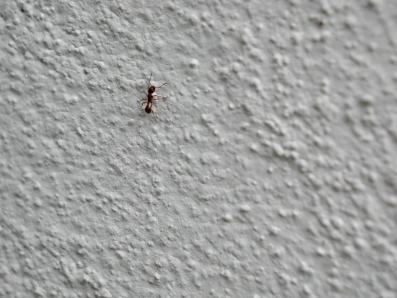 мравка, стена